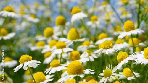 White Chamomile flowers meadow close up. Herbal medicine.