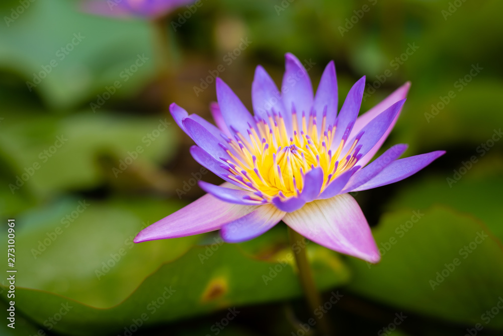 Close up purple lotus flower blooming with yellow pollen and green leaves in pond. Aquatic plant for garden decoration and in buddhism. Close up purple lotus flower blooming with yellow pollen and green leaves in pond. Aquatic plant for garden decoration and in buddhism.