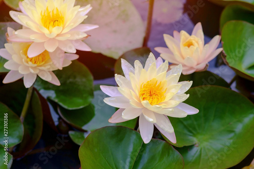 lotus delight in the garden of peaceful