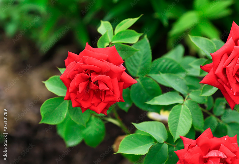 Photo rose petals isolated on the natural blurred background. Closeup. For design, texture, background. Nature.