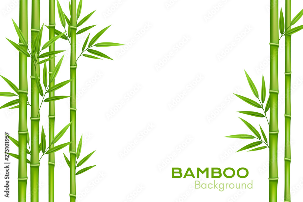 Fototapeta Bambusowy tło z miejscem na tekst. Realistyczna wektorowa ilustracja z zielonym bambusem wywodzi się z liśćmi.