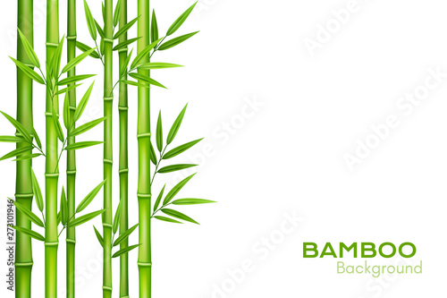 Bamboo background with place for text. Realistic vector illustration with green bamboo stems with leaves.