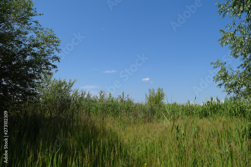 View of many green plants and blue sky.