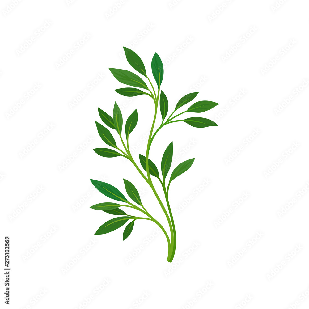 Thin stem with leaves. Vector illustration on white background. Thin stem with leaves. Vector illustration on white background.