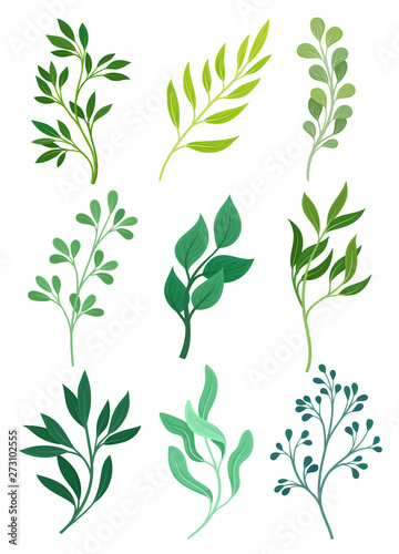 Set of stems with leaves. Vector illustration on white background.