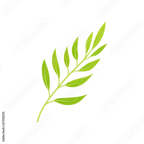 Stem with light green leaves. Vector illustration on white background.