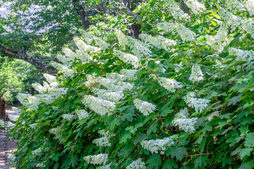 アジサイ　柏葉紫陽花 photo