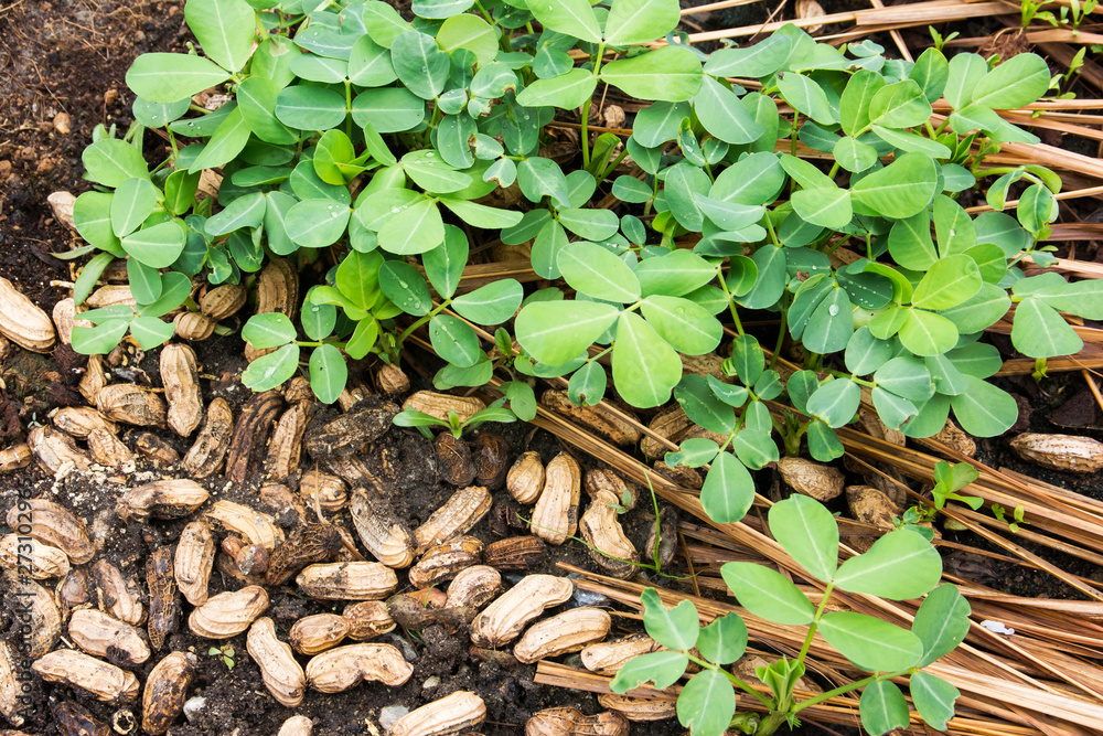 Peanut or groundnut tree plant agriculture with seeds at farm background. Peanut or groundnut tree plant agriculture with seeds at farm background.