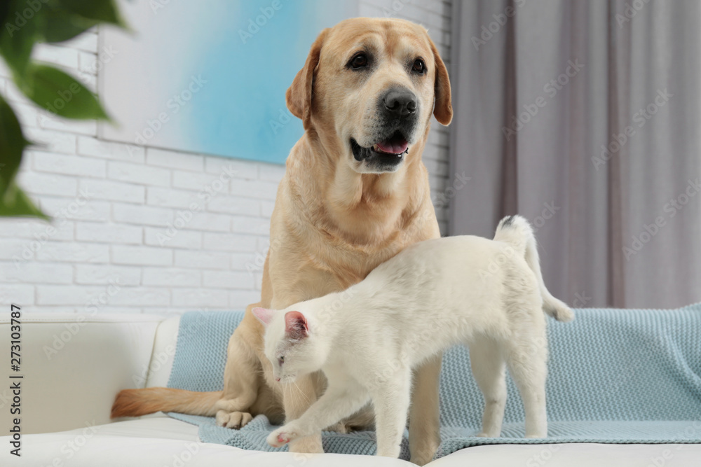 Adorable dog and cat together on sofa indoors. Friends forever Adorable dog and cat together on sofa indoors. Friends forever
