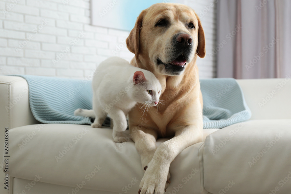 Adorable dog and cat together on sofa indoors. Friends forever - obrazy, fototapety, plakaty 