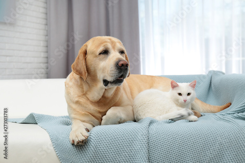 Adorable cat looking into camera and lying near dog on sofa indoors. Friends forever