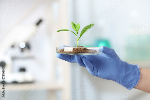 Scientist holding Petri dish with green plant in laboratory, closeup. Space for text