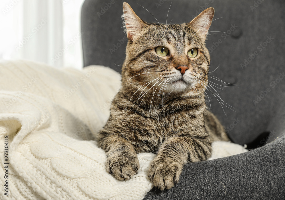 Cute tabby cat lying in armchair indoors. Friendly pet Cute tabby cat lying in armchair indoors. Friendly pet