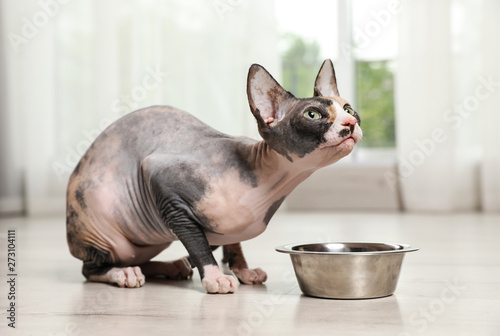 Cute sphynx cat and bowl of dry food on floor indoors. Friendly pet © New Africa