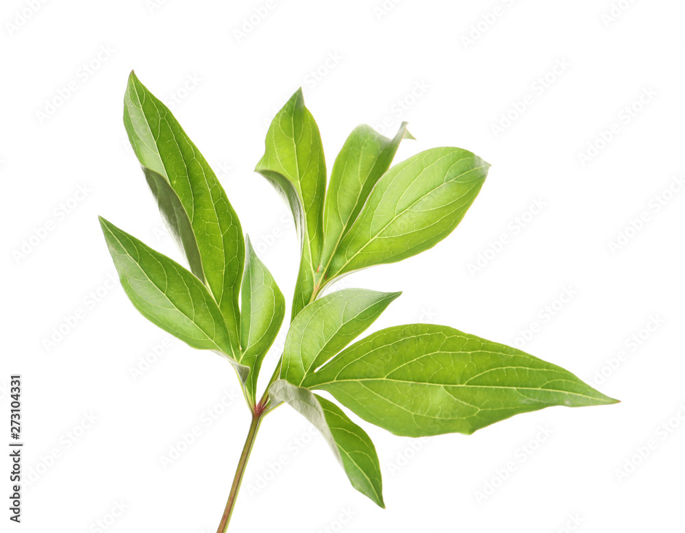 Fresh green peony leaves isolated on white Fresh green peony leaves isolated on white