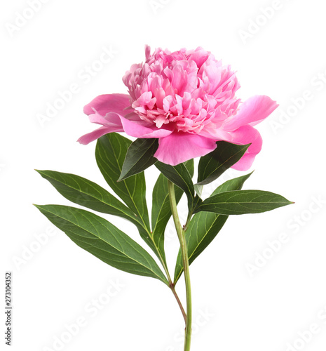 Fototapeta Naklejka Na Ścianę i Meble -  Beautiful fresh peony flower with leaves on white background