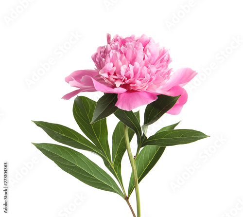Fototapeta Naklejka Na Ścianę i Meble -  Beautiful fresh peony flower with leaves on white background