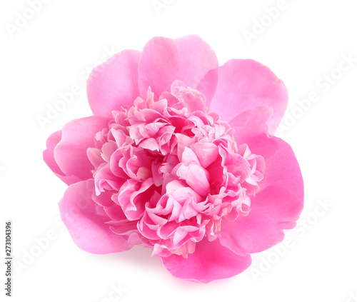 Fototapeta Naklejka Na Ścianę i Meble -  Beautiful fresh peony flower on white background