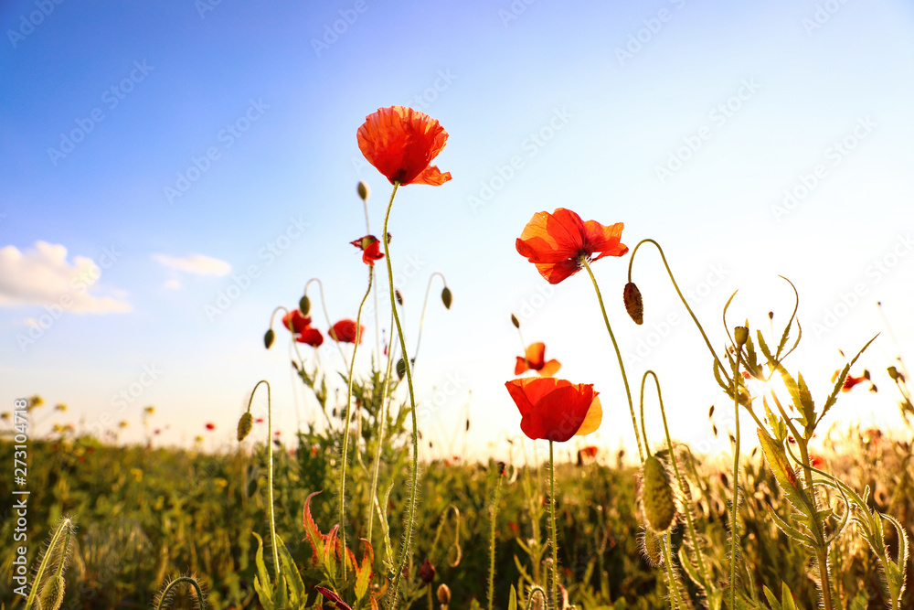 Obraz premium Beautiful blooming red poppy flowers in field on sunny day
