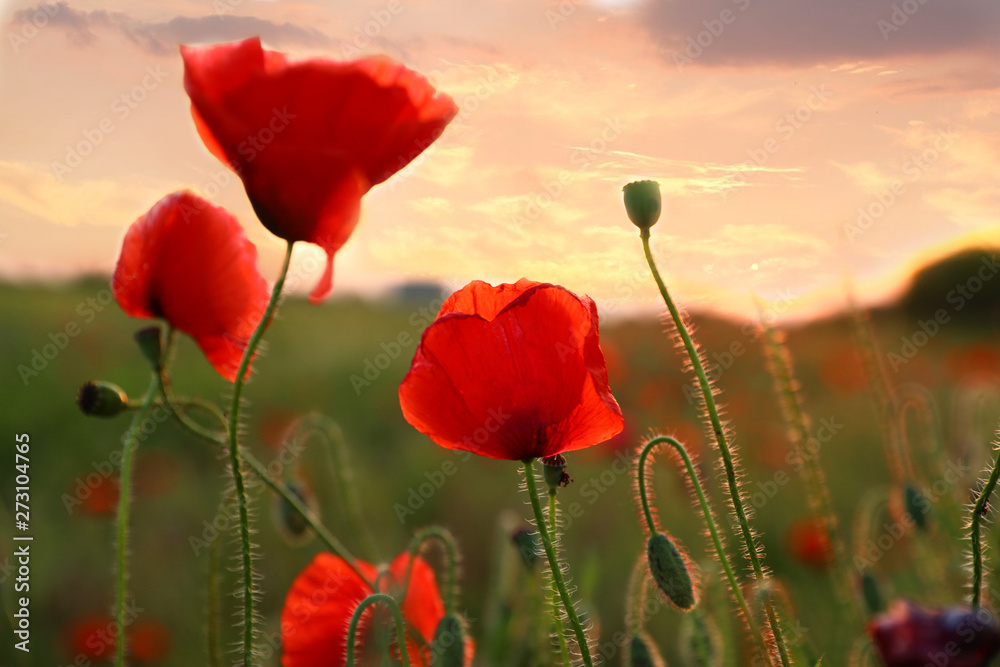 Obraz premium Beautiful blooming red poppy flowers in field at sunset