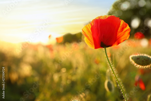 Beautiful blooming poppy flower in field on sunny evening. Space for text