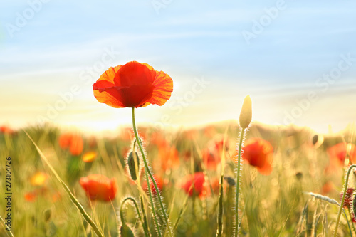 Beautiful blooming red poppy flower in field on sunny day