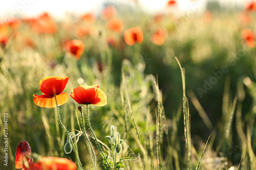 Beautiful blooming red poppy flowers in field. Space for text © New Africa