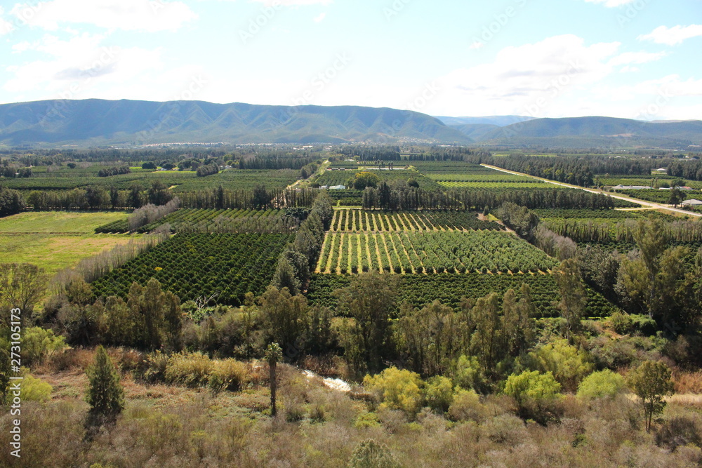 Citrus trees in neat rows in orchards surrounded by rows of tall trees that act as windbreaks, with river in foreground and mountains in background.