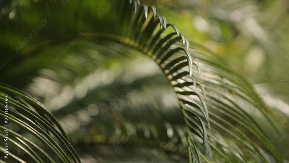  The nature of Montenegro in macro photography. Abstract tropical backgrounds of leaves and grass.