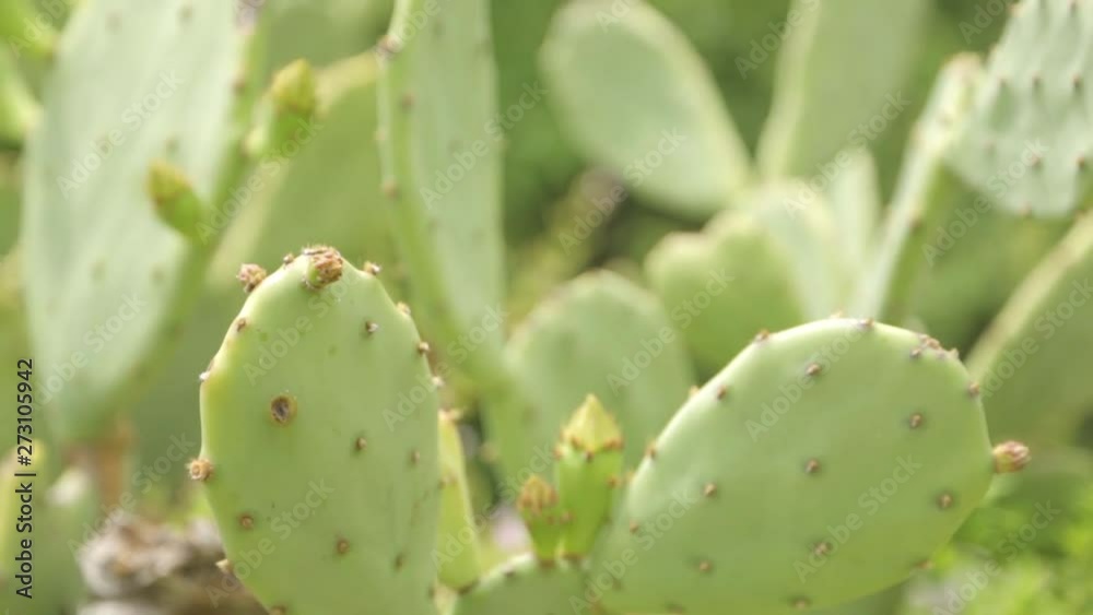  Close-up shot of vegetation for abstract background. Cactus growing in nature in Montenegro.