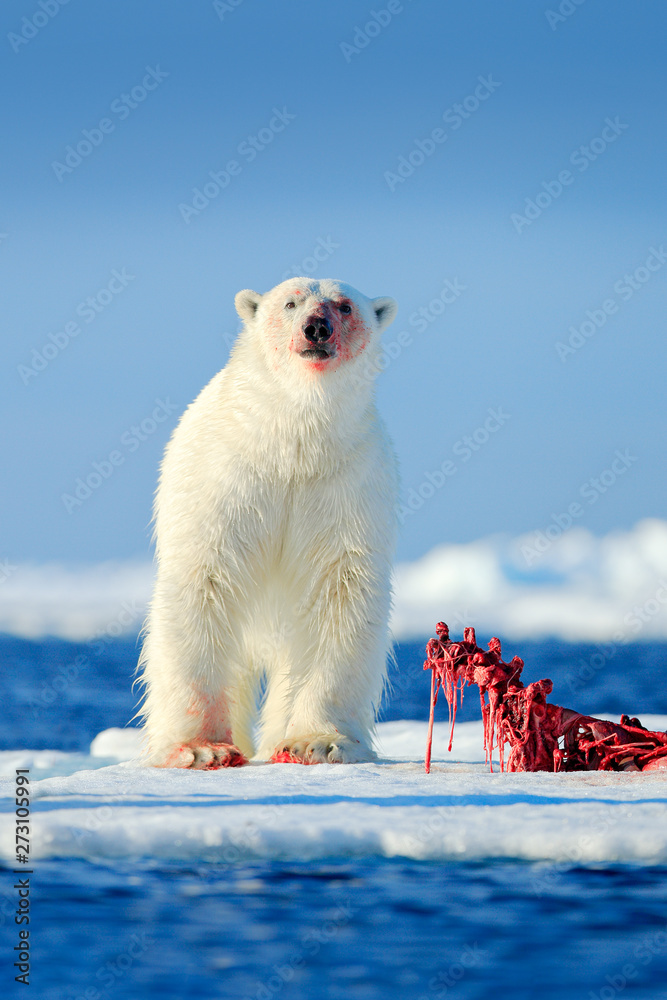 Two polar bears with killed seal. White bear feeding on drift ice with  snow, Manitoba, Canada. Bloody nature with big animals. Dangerous baer with  carcass. Arctic wildlife, animal food behaviour. Stock Photo |