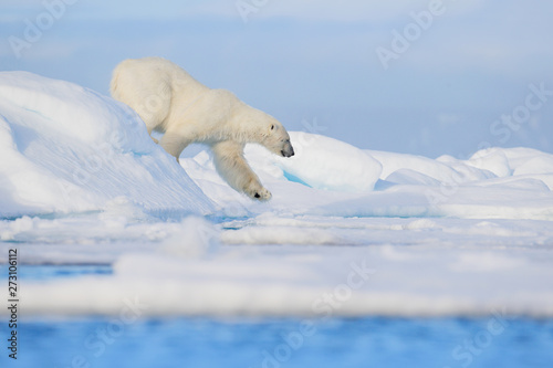 Polar bear on drift ice edge with snow and water in Svalbard sea. White big animal in the nature habitat  Europe. Wildlife scene from nature. Dangerous bear walking on the ice.