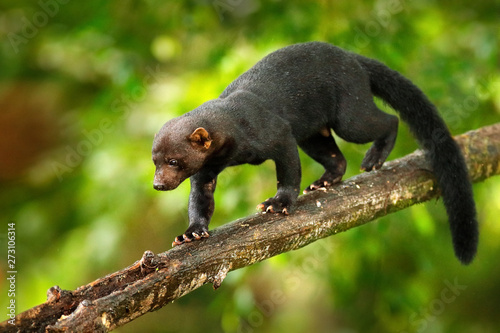 Tayra, Eira barbara, omnivorous animal from the weasel family. Tayra hidden in tropic forest, sitting on the green tree. Wildlife scene from nature, Costa Rica nature. Cute danger mammal in habitat. photo