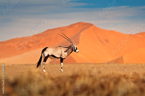 Gemsbok with orange sand dune evening sunset. Gemsbuck, Oryx gazella, large antelope in nature habitat, Sossusvlei, Namibia. Wild animals in the savannah. Animal with big straight antler horn.
