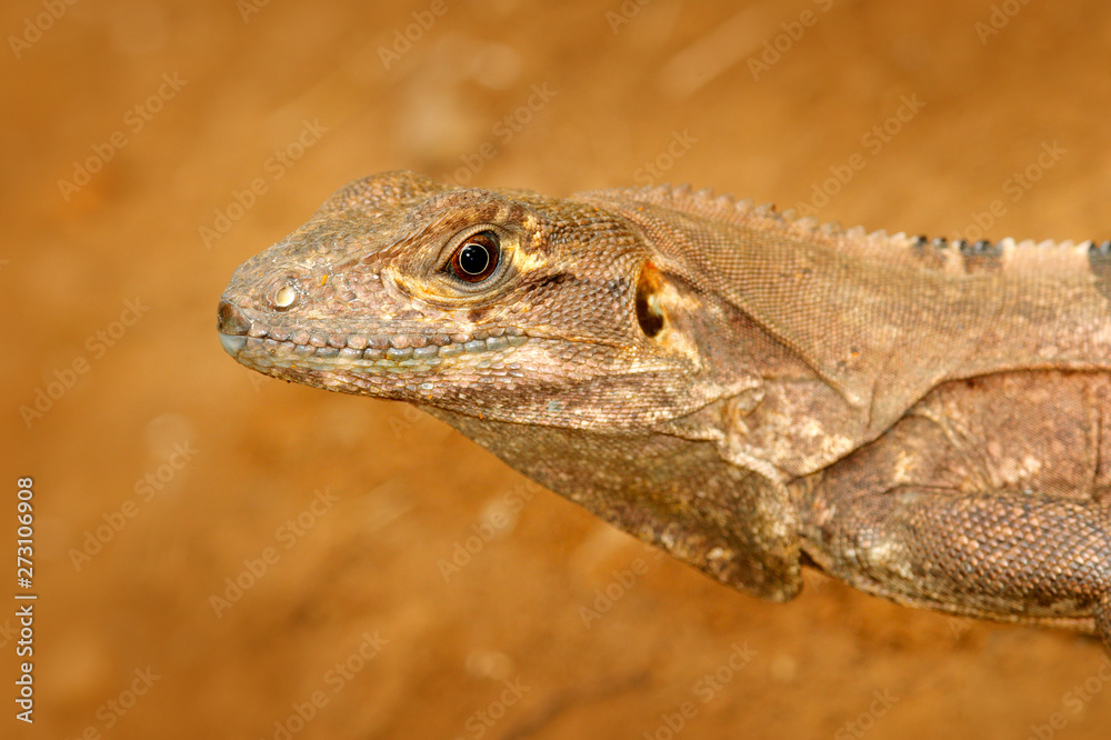Detail portrait of lizard from tropic nature. Lizard Black Iguana, Ctenosaura similis, sitting on the stone. Wildlife animal scene from nature. Summer day with lizard with long tail, Central America. Detail portrait of lizard from tropic nature. Lizard Black Iguana, Ctenosaura similis, sitting on the stone. Wildlife animal scene from nature. Summer day with lizard with long tail, Central America.
