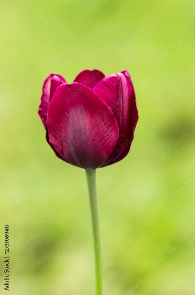 purple tulip flower on green background