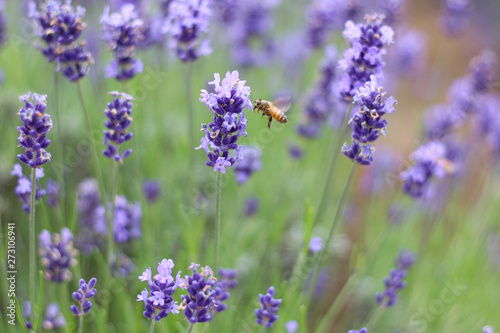 ラベンダーの花の蜜を求めてやってきたミツバチ © Asuka Shimoda