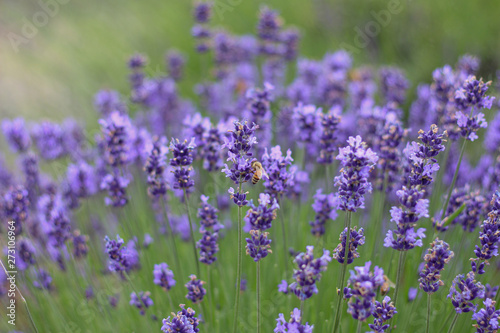 ラベンダー畑と花の蜜を吸うミツバチ