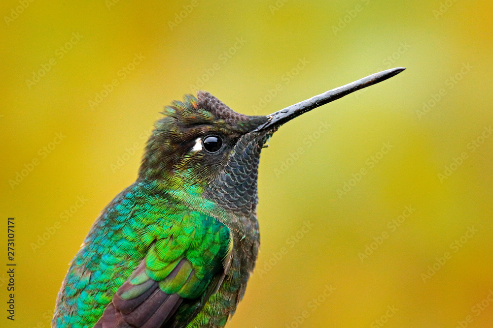 Fototapeta premium Talamanca admirable hummingbird, Eugenes spectabilis, detail bill portrait of beautiful bird. Wildlife scene from nature. Detail shiny glossy bird, Tapanti NP, Costa Rica. Head portrait of hummingbird