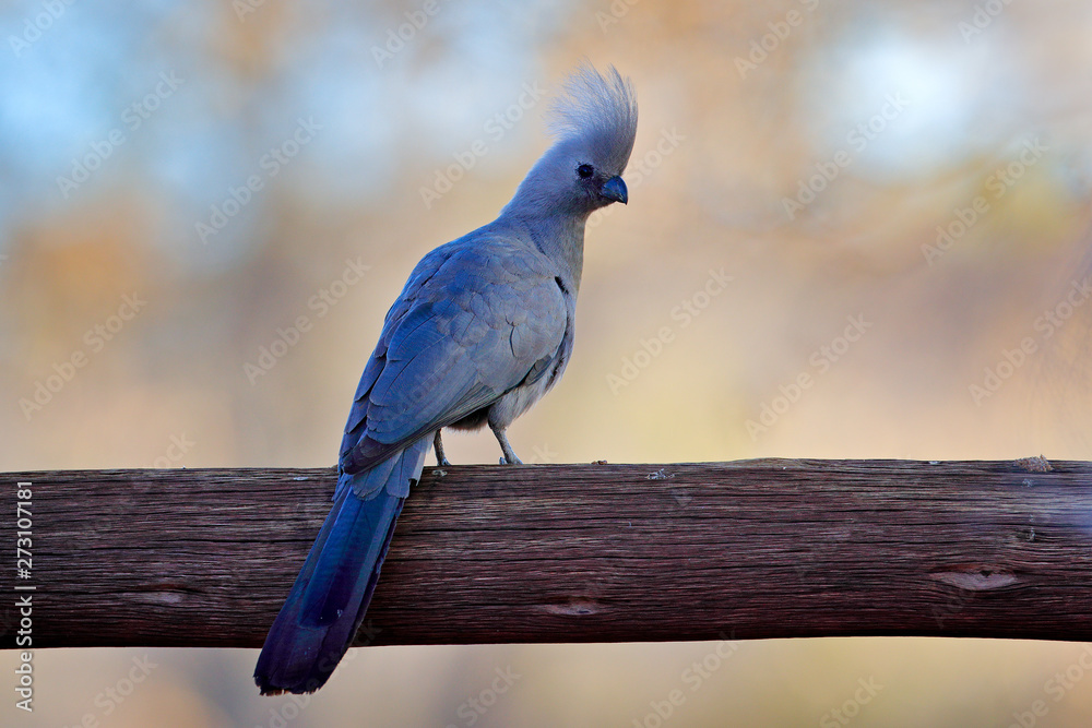 Fototapeta premium Grey go-away-bird, Corythaixoides concolor, grey lourie detail portrait in the green vegetation. Turaco in the nature habitat, tree leaves. Wildlife scene from nature, Etosha, Namibia, Africa.