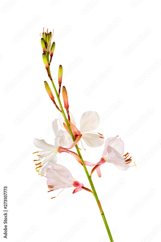 Obraz premium Gaura in studio