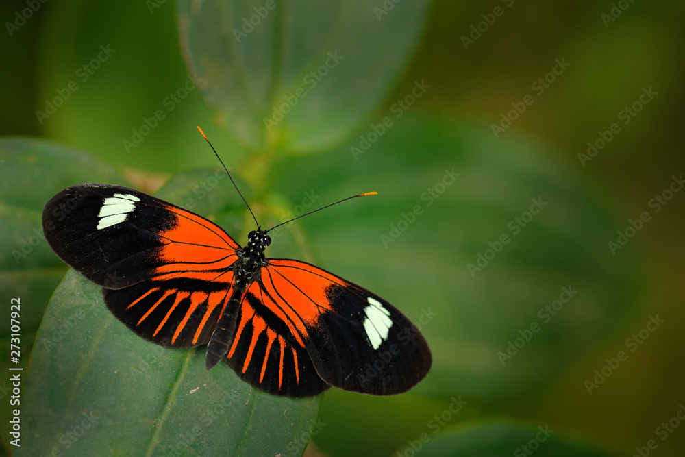 Heliconius melpomene, Postman Butterfly from Mexico in the nature habitat. Nice insect from Costa Rica in the green forest. Butterfly sitting on the red flower from Central America. Heliconius melpomene, Postman Butterfly from Mexico in the nature habitat. Nice insect from Costa Rica in the green forest. Butterfly sitting on the red flower from Central America.