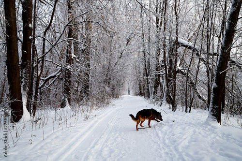 Snow covered trees in a winter forest, small path between them and dog german shepherd on it