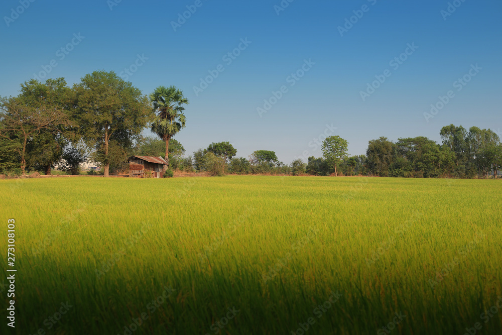 rice field of wet paddy. full grown rice in rural farm in rural province of Thailand