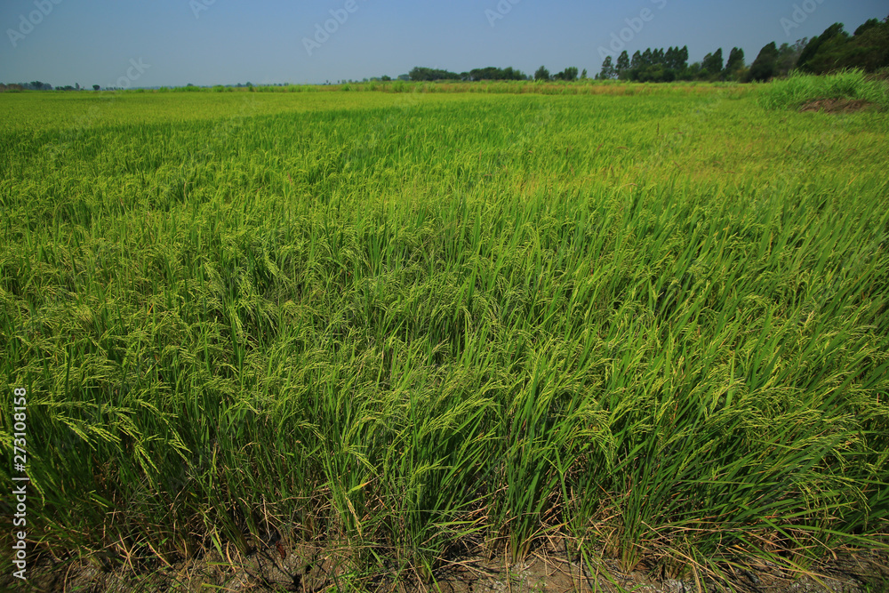 green field of rice paddy. Agricultural activities in tropical Asian country, Thailand rice production area.