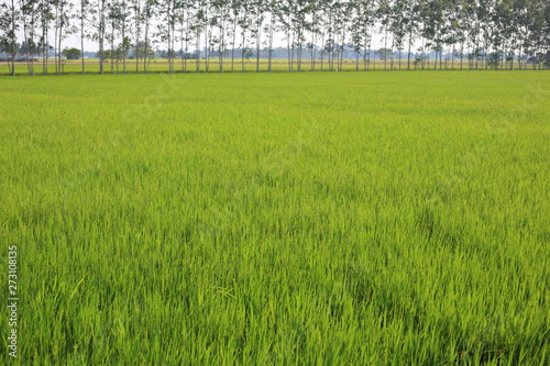 green field of rice paddy. Agricultural activities in tropical Asian country, Thailand rice production area.