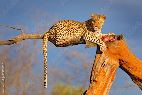 Leopard feeding catch on the tree. Animal kill behaviour in the Africa. Wild cat with zebra carcass, beautiful evening light in Etosha, Namibia, Africa. Detail portrait of spotted cat and meat.