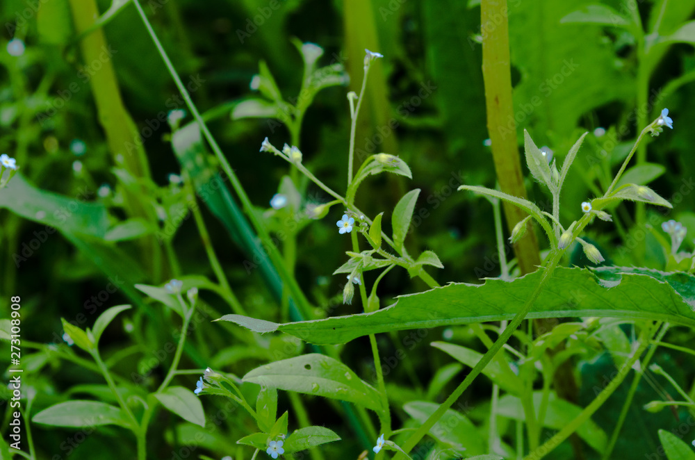 small flowers among grass small flowers among grass