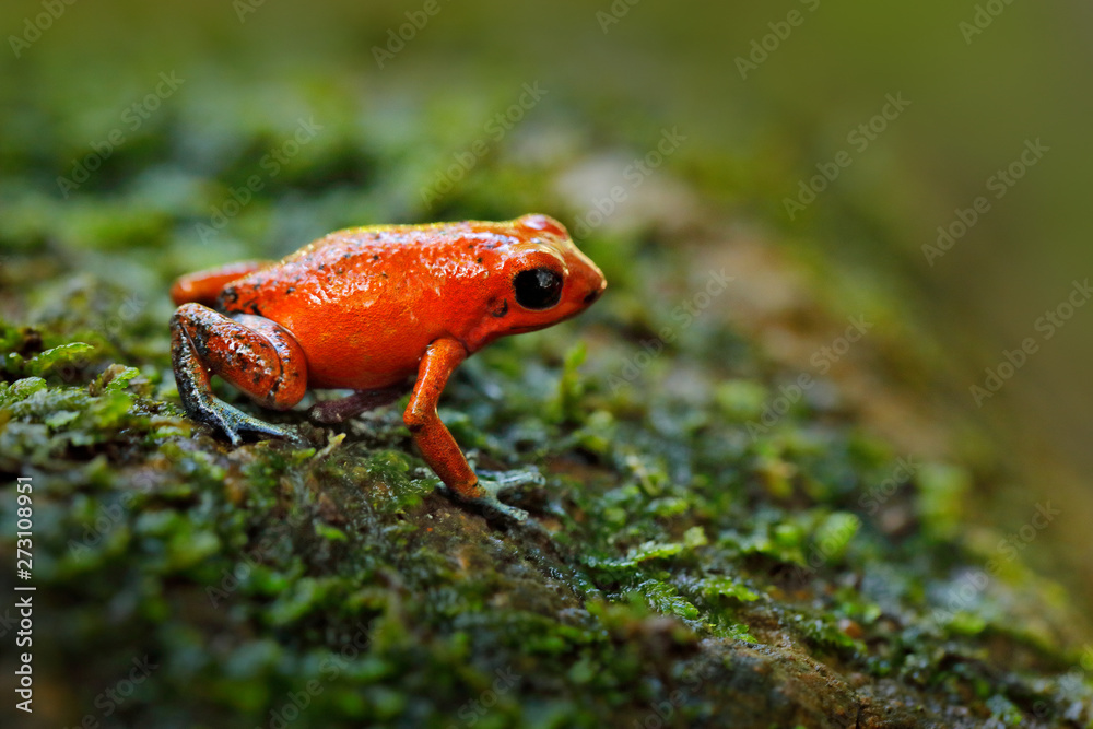 Fototapeta premium Red Strawberry poison dart frog, Dendrobates pumilio, in the nature habitat, Costa Rica. Close-up portrait of poison red frog. Rare amphibian in the tropic. Wildlife jungle. Frog in the forest.