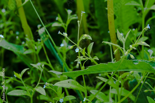small flowers among grass